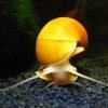 Snail Keepers